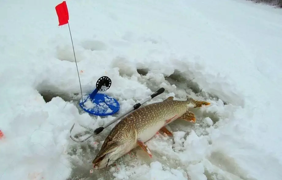 Зимняя рыбалка на кардоне 